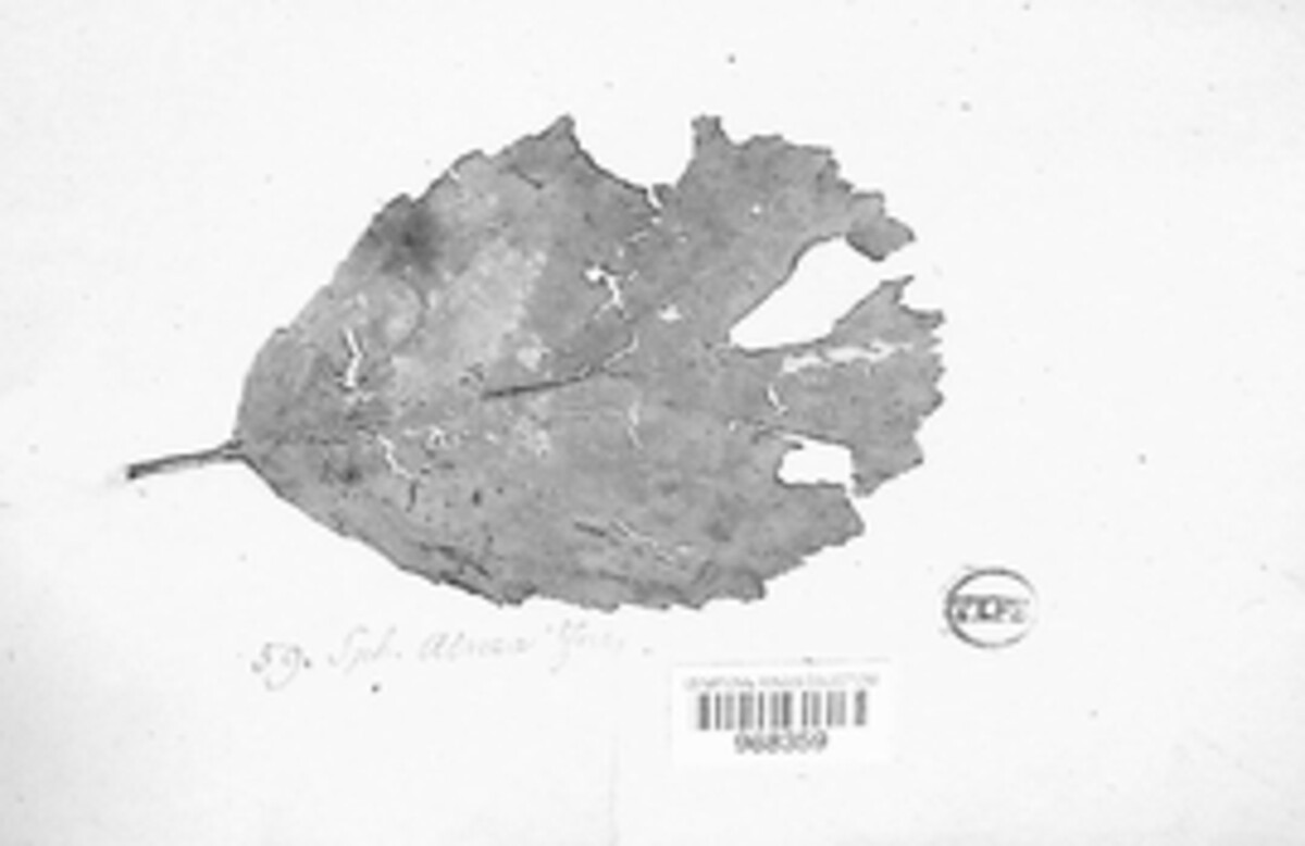 Gnomonia alnea image